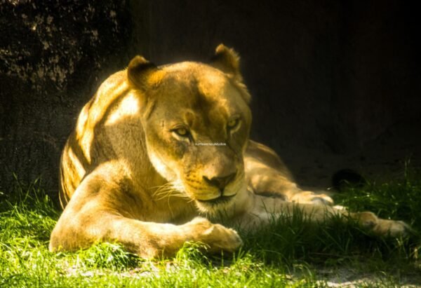 Lioness