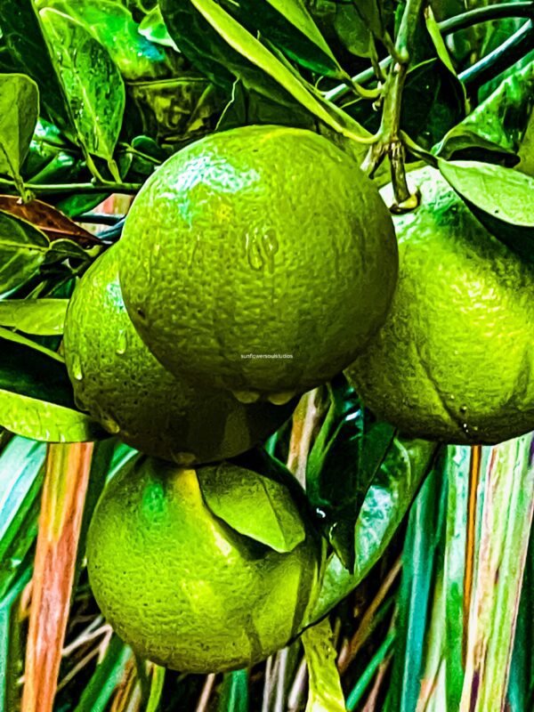 Citrus