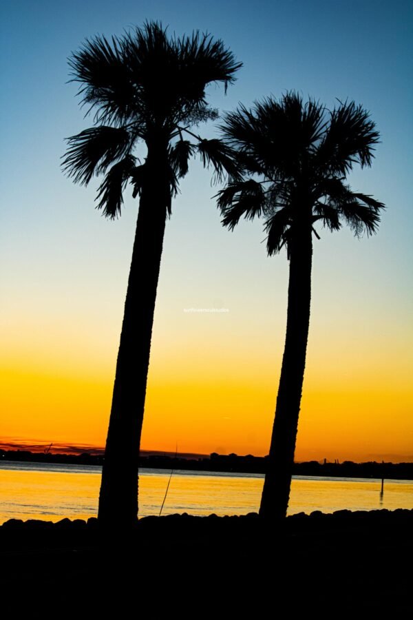 Palms